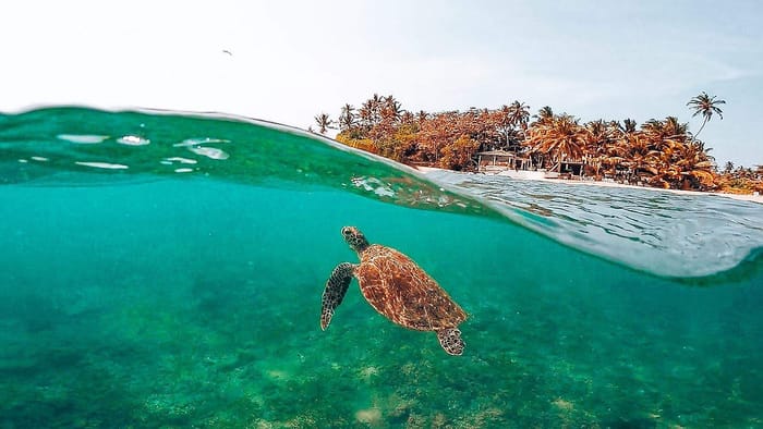 Discover turtles in Sri Lanka: a unique guide